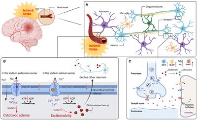 Frontiers | Mobilizing endogenous neuroprotection: the mechanism 